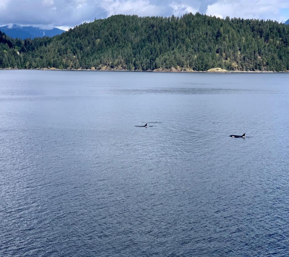Earls Cove Orca View Bed & Breakfast Egmont Dış mekan fotoğraf